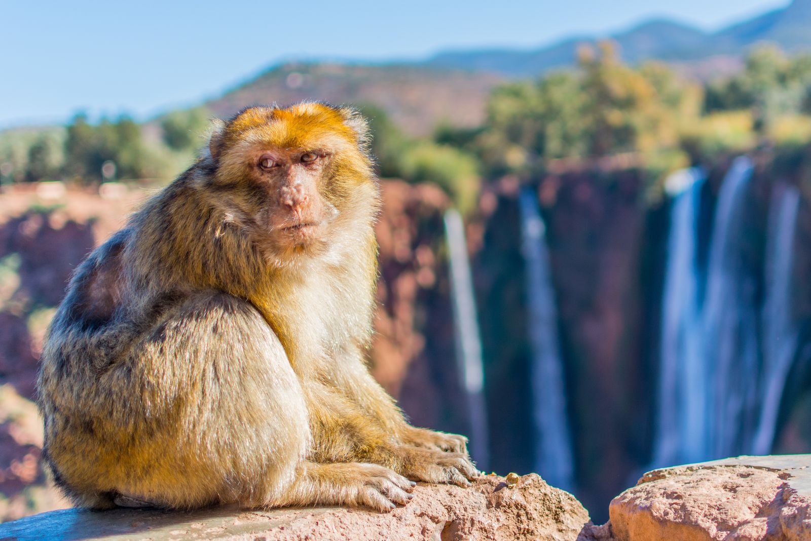 Barbary macaque sitting in front of the Ouzoud Waterfalls